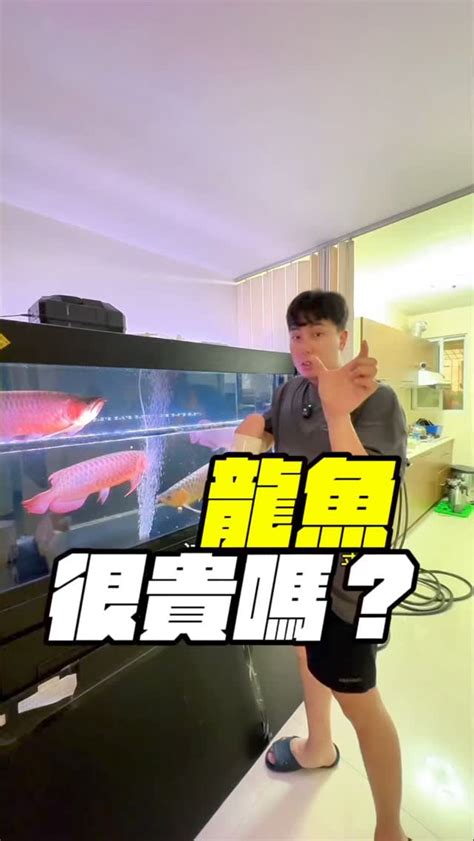 金龍價格|龍魚多少錢？揭秘龍魚價格體系，其實500元也能入手。